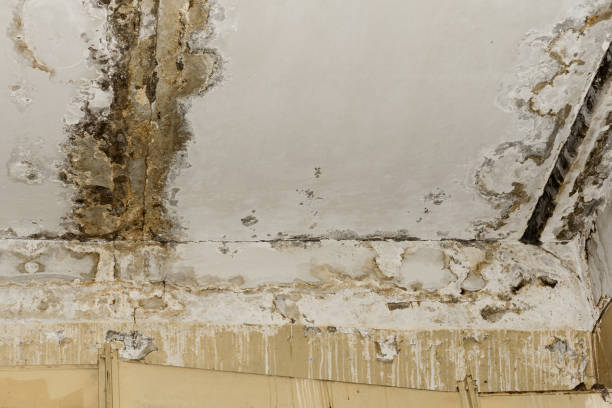 Professional Mold Inspection, Removal & Remediation in Grafton, WV